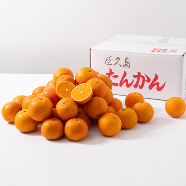 【今期分終了】屋久島の恵み 濃厚×ジューシーなたんかん ご自宅用（5kg / 10kg）｜ヴィラ・コンコルディアセレクト