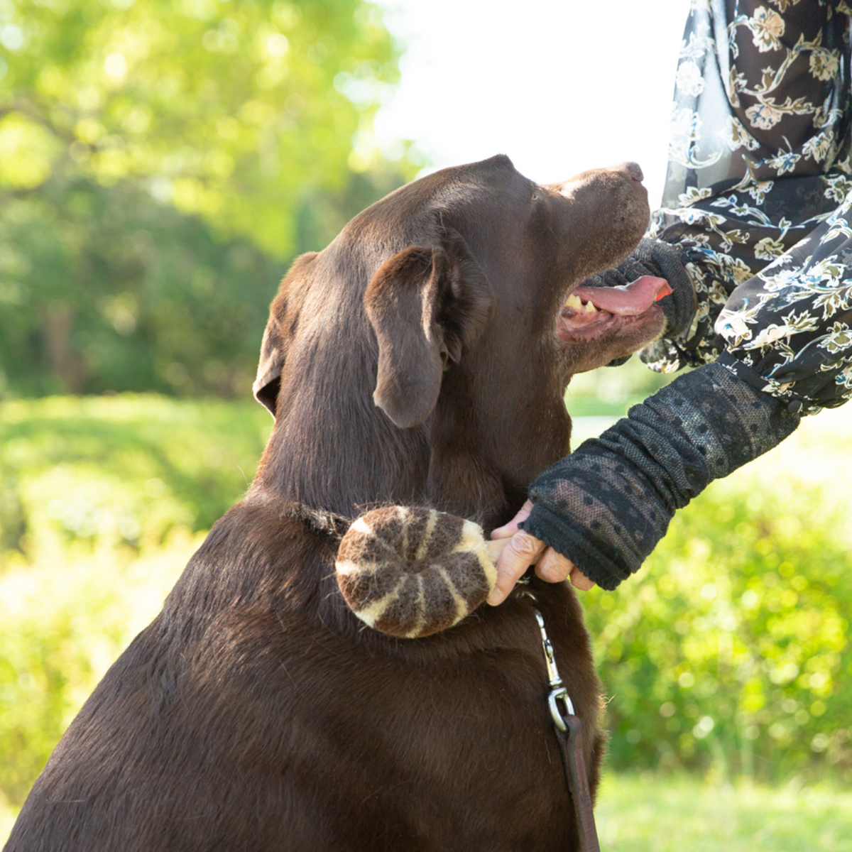【北山正積商店】 ペット用たわし 大型犬