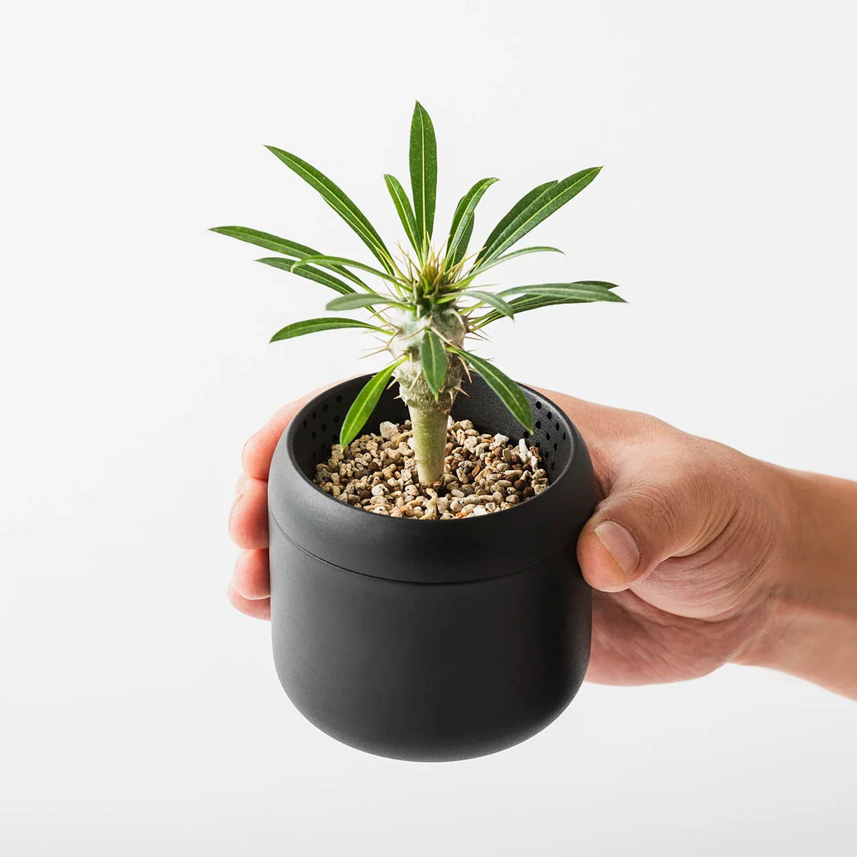 美味しさつくれる - 藤田金属の鉄フライパンと鉄鍋