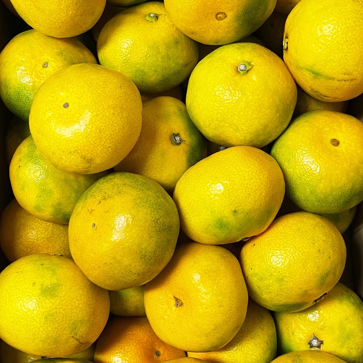 静岡産温州みかん（5kg / 10kg）〈今期分終了〉｜ザ グラン リゾート エレガンテ熱海セレクト