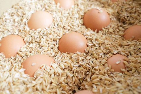 卵1