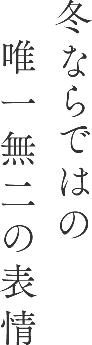 冬ならではの唯一無二の表情
